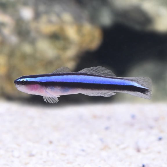 Neon_Blue_Goby