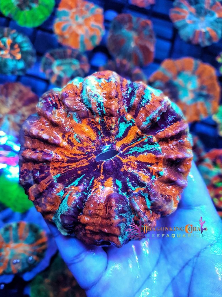 San hô LPS Donut – Donut coral - san hô Donut, donut
