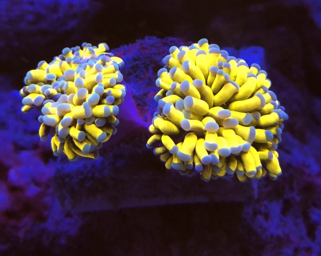 San hô Diêm – Torch Coral - san hô diêm, san hô diêm xanh
