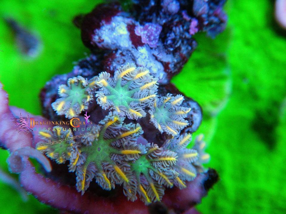 San hô Glove – Glove Polyp Coral -