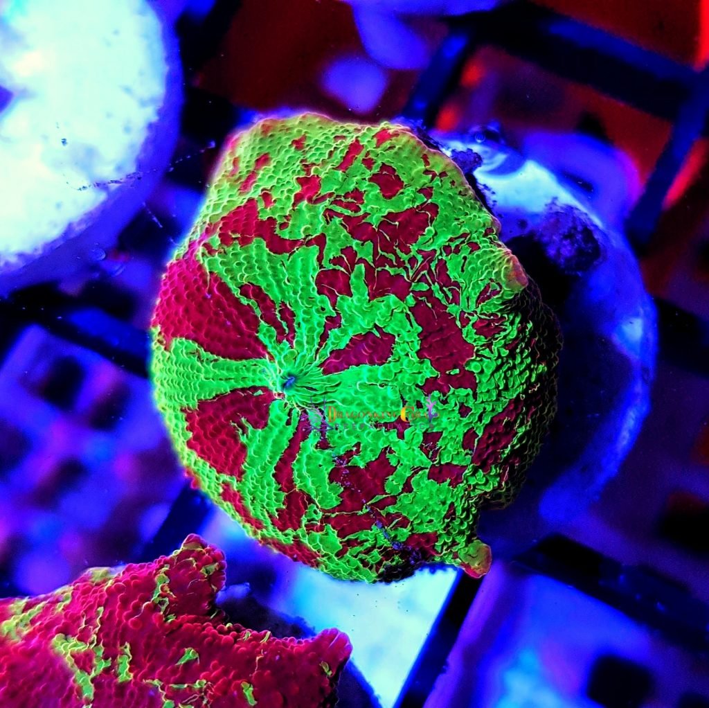 San hô nấm (bèo) – Mushroom Coral -