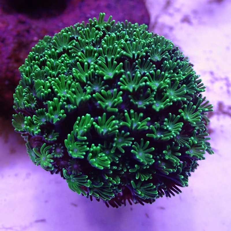 San hô Sọ Bướm – Alveopora Coral -