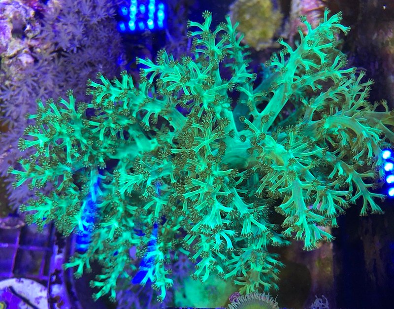 San hô Sừng mềm – Neon Pineapple Tree Coral -
