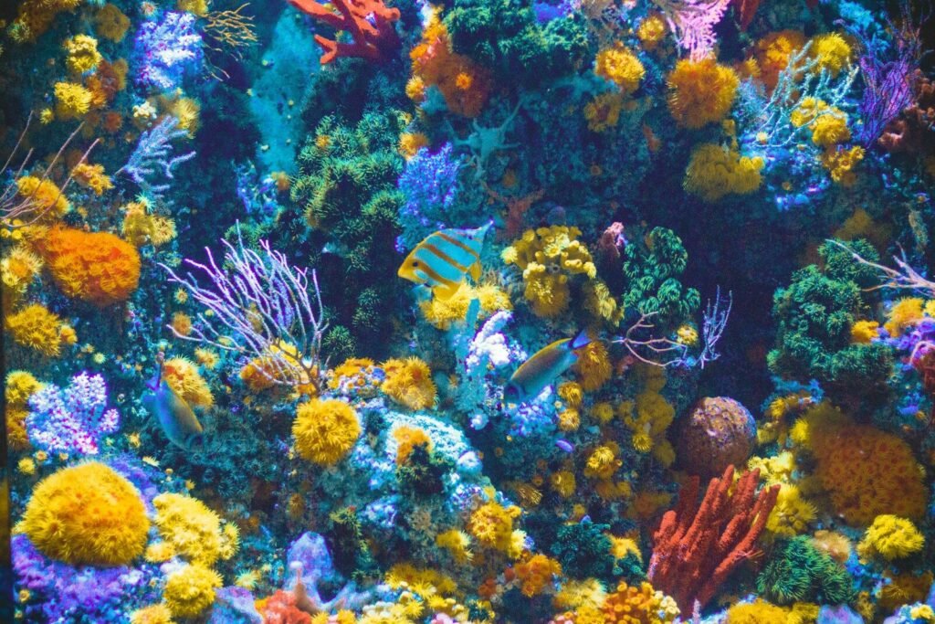 Chi Phí Làm Hồ Cá Biển Bao Nhiêu? - chi phí hồ cá biển, setup hồ biển, giá hồ reef